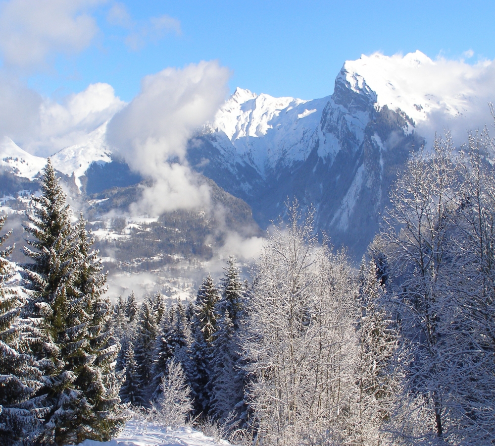 Morillon