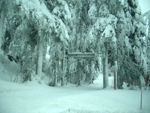 Koli