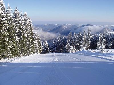 Forsteralm